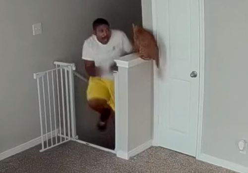 кошка напугала хозяина на лестнице