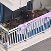семь телят на балконе