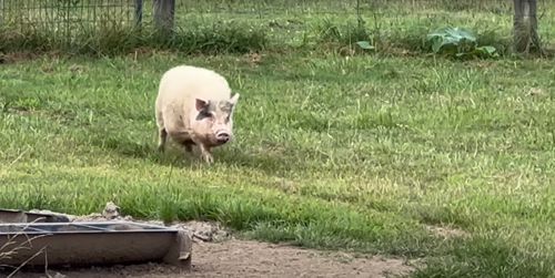 свинья торопится на завтрак