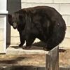 медведицу переселят в заповедник