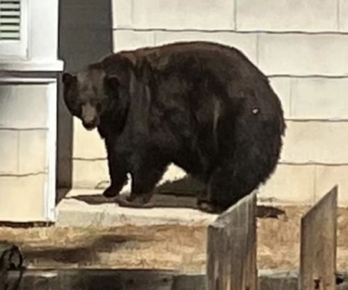 медведицу переселят в заповедник