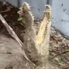 крокодилы выползли из трещины