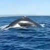 горбатый кит зацепился за якорь