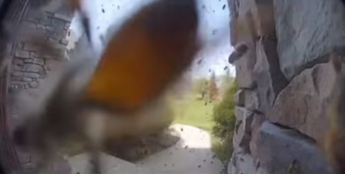 камера видеонаблюдения сняла пчёл