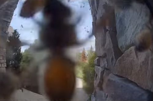 камера видеонаблюдения сняла пчёл