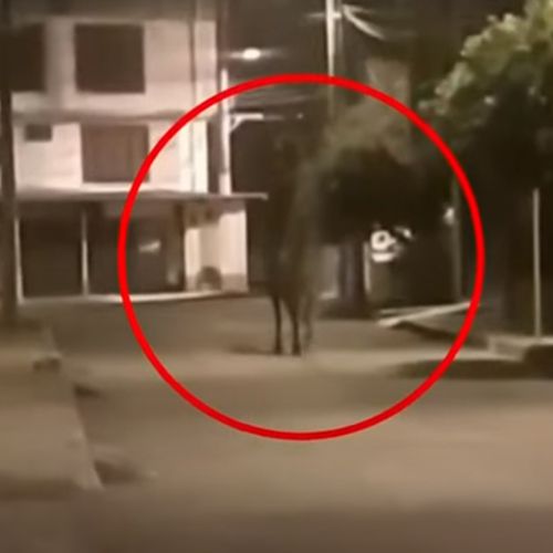 лошадь-призрак бродит по улицам