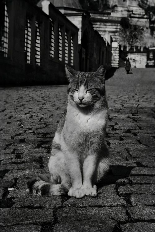 портреты бездомных кошек