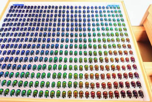 коллекция навозных жуков
