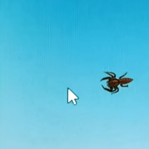 паук ловит курсор на экране