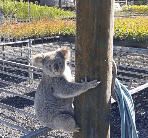 коала съела растения в питомнике