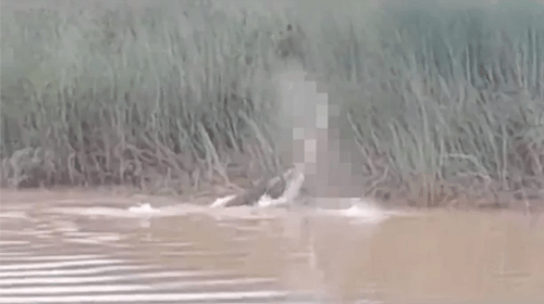 крокодил убил женщину на реке