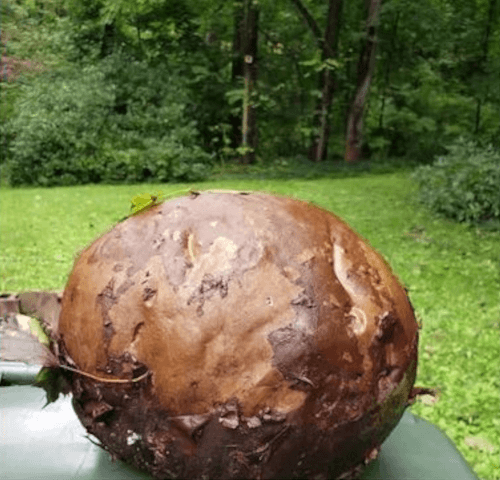 огромный гриб вырос в саду
