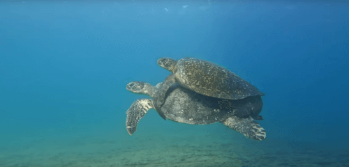 спаривающиеся черепахи под водой