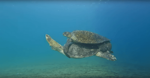 спаривающиеся черепахи под водой