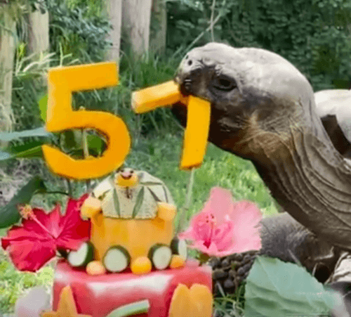 Галапагосская черепаха со вкусом отпраздновала свой 57-й день рождения —  Смешные, курьезные и странные новости со всего мира