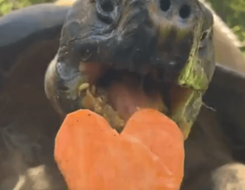 день рождения черепахи