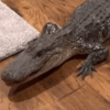 аллигатор пробрался в дом