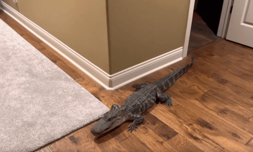 аллигатор пробрался в дом