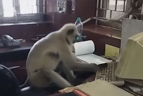обезьяна работает в офисе