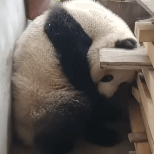 панда спряталась во дворе