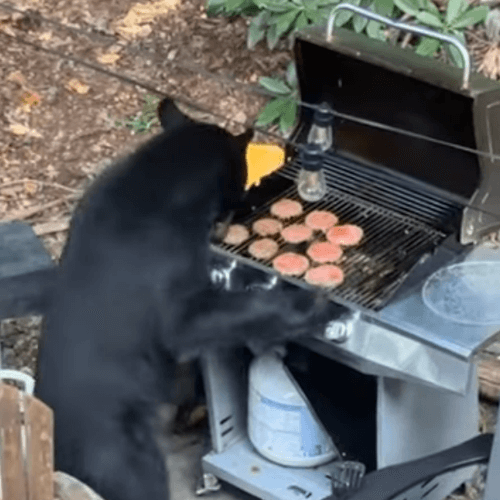 медведь съел гамбургеры
