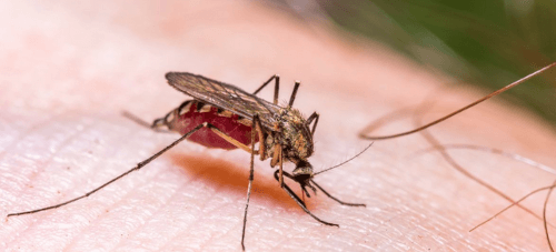 дерматолог объяснила укусы комаров 