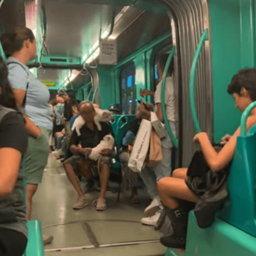 пассажир метро с двумя кошками 