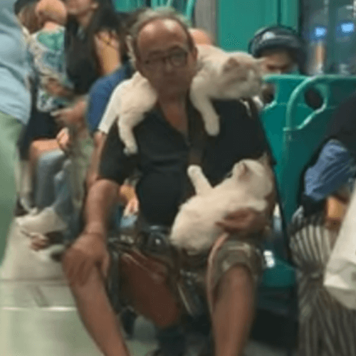 пассажир метро с двумя кошками