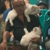 пассажир метро с двумя кошками