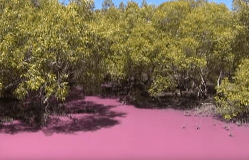 розовые водоёмы в заповеднике