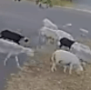 стадо овец во дворе 