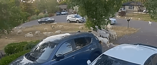 стадо овец во дворе