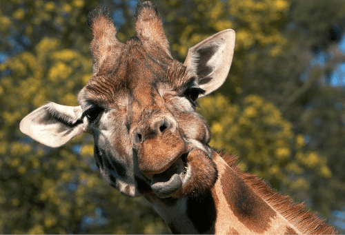 у туристки отобрали фекалии жирафа