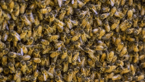 пчёлы выследили двух воровок 