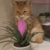 кошка передумала есть растение 