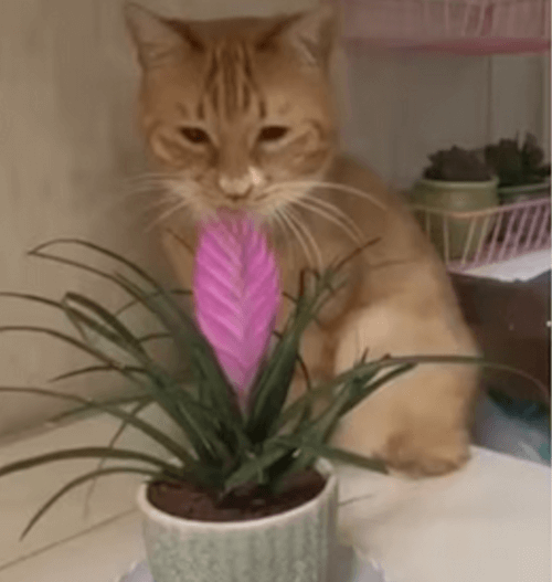 кошка передумала есть растение