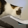 кошка ворует бумагу из принтера 