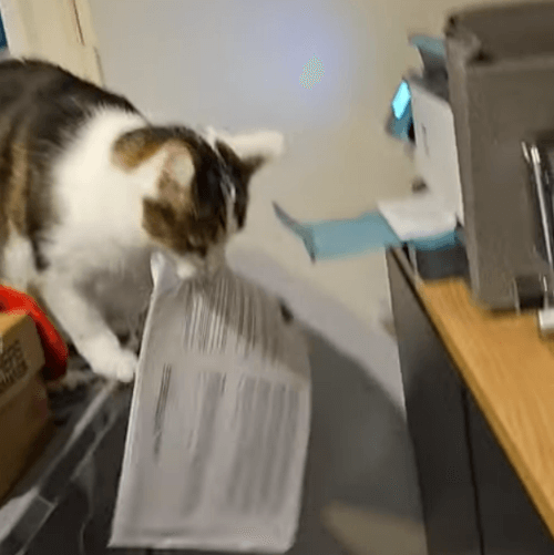 кошка ворует бумагу из принтера