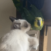 игра кошки и попугая