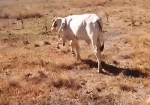 корова с шестью ногами выжила