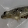мёртвая лягушка в пакете шпината