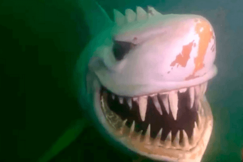 скульптура акулы под водой