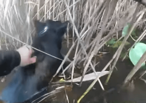 слепую собаку спасли из пруда 