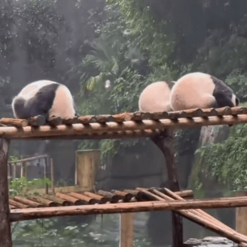 панды спрятались от дождя 