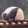 панды спрятались от дождя