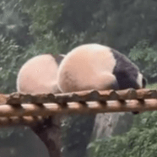 панды спрятались от дождя