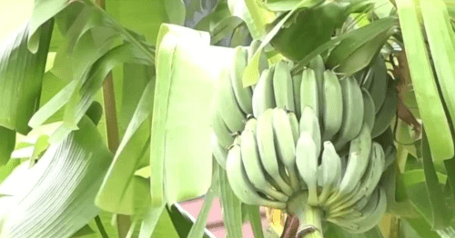 незаконные банановые деревья