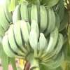 незаконные банановые деревья