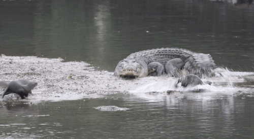 выдры напали на крокодила