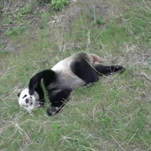 панда катается с травяной горки 